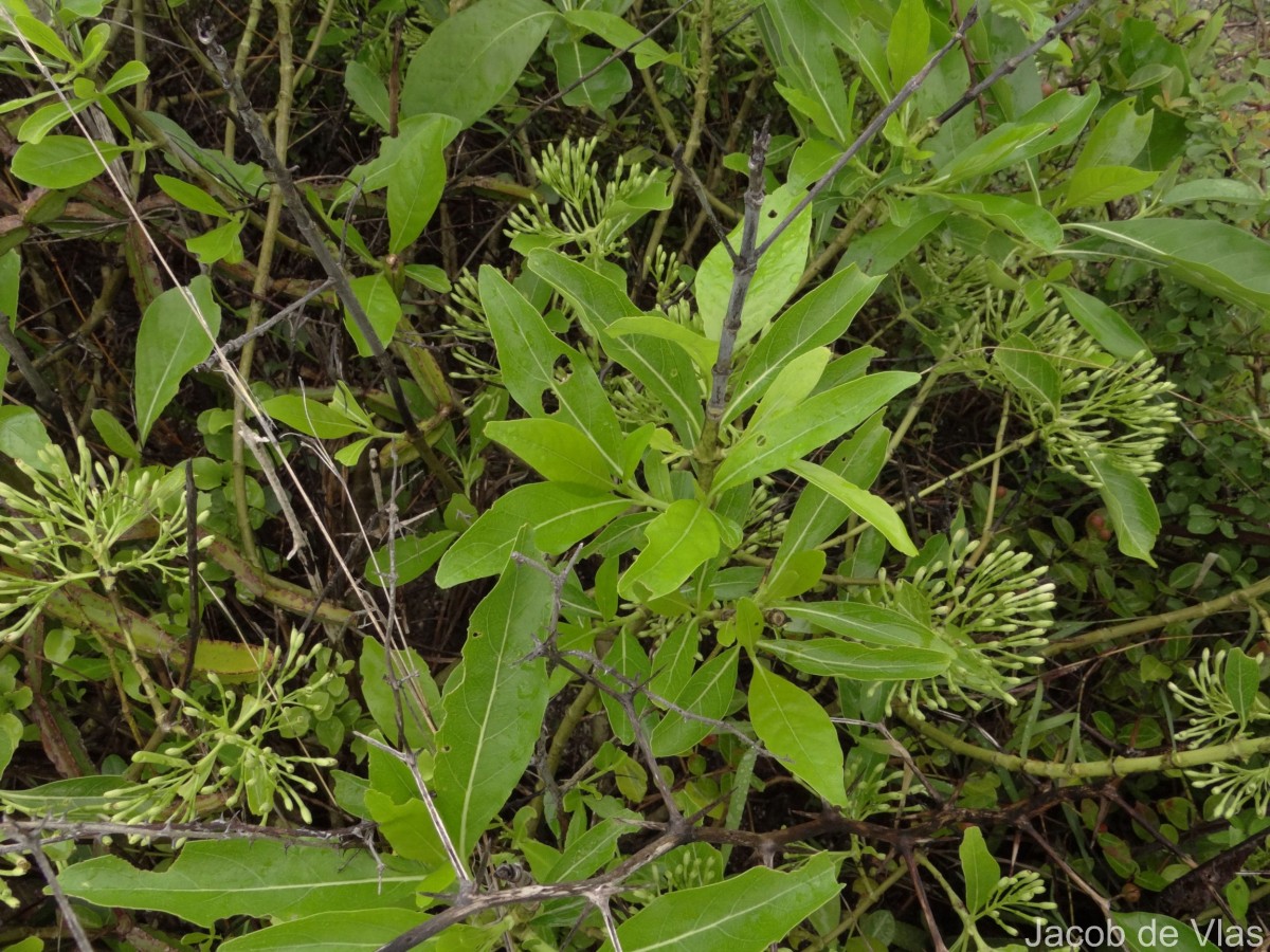 Pavetta indica L.